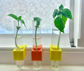 Plant Propagation Micro Vase for window sill - SET OF THREE - clips to modern vinyl windows - test tube for herbs flowers garden gifts