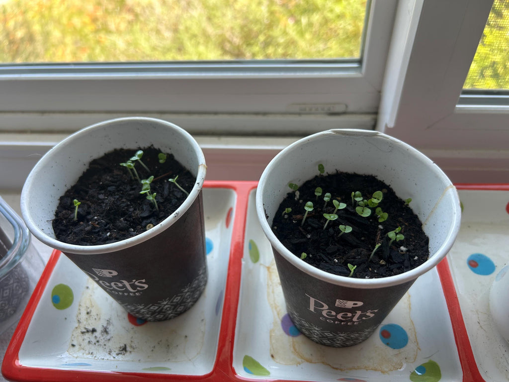 Coffee Cup Seed Starting Lids (Set of two) - Greenhouse Lids for disposable coffee cups