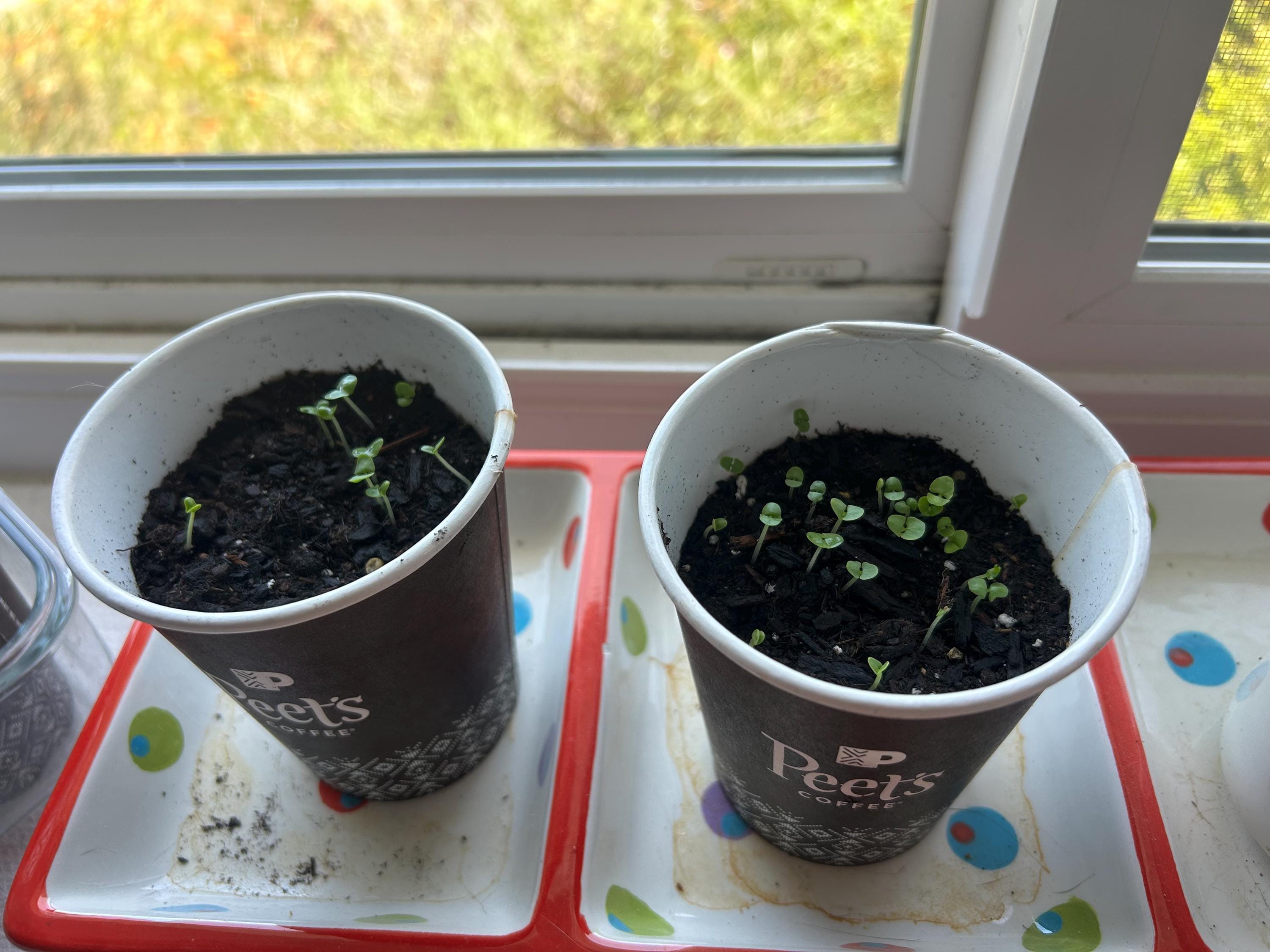 Coffee Cup Seed Starting Lids (Set of two) - Greenhouse Lids for disposable coffee cups