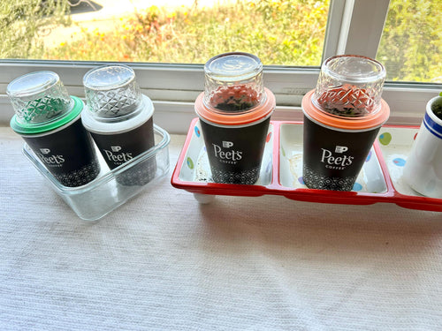Coffee Cup Seed Starting Lids (Set of two) - Greenhouse Lids for disposable coffee cups