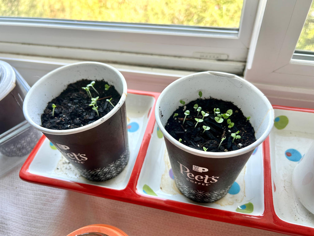 Coffee Cup Seed Starting Lids (Set of two) - Greenhouse Lids for disposable coffee cups