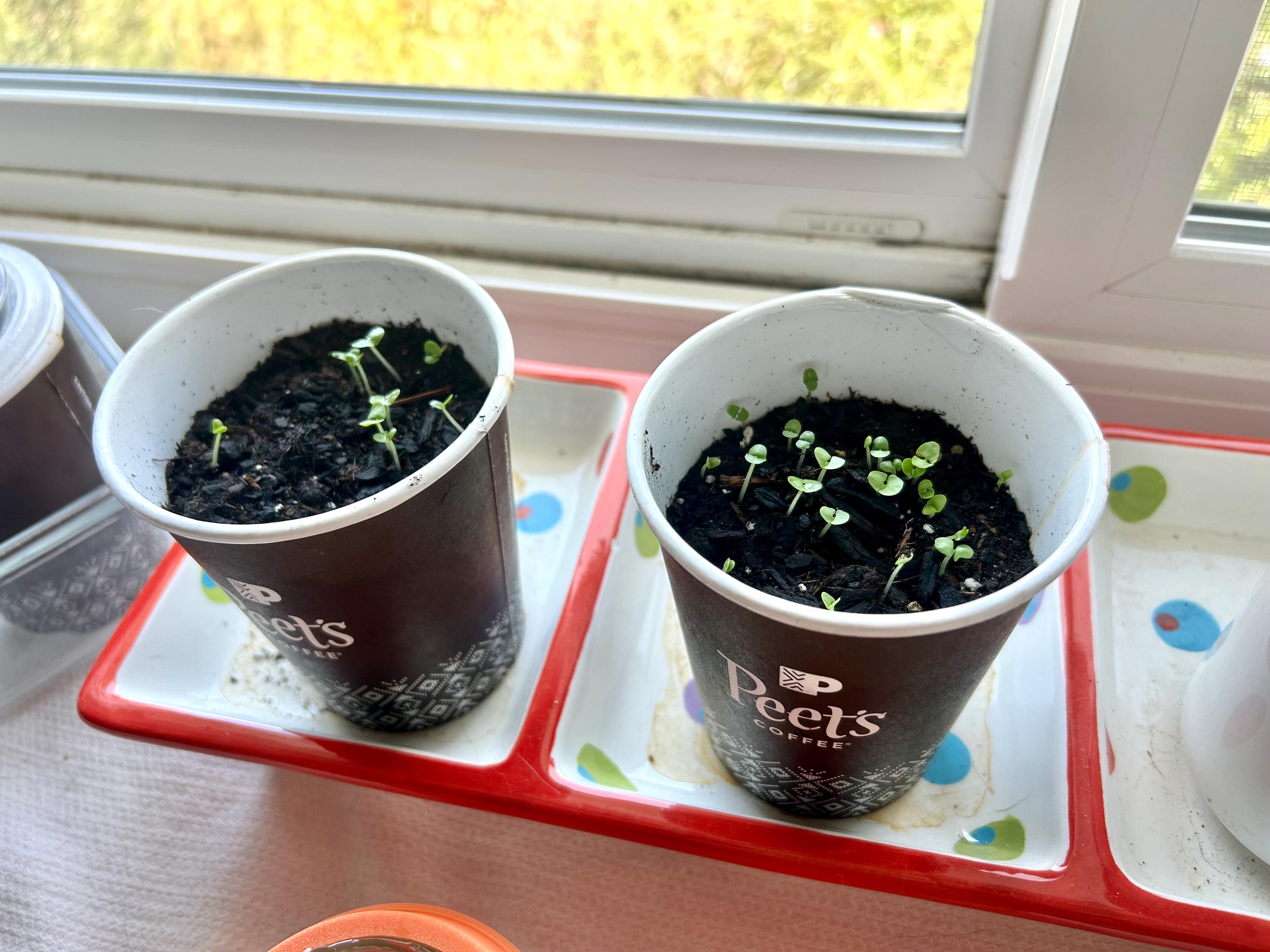 Coffee Cup Seed Starting Lids (Set of two) - Greenhouse Lids for disposable coffee cups